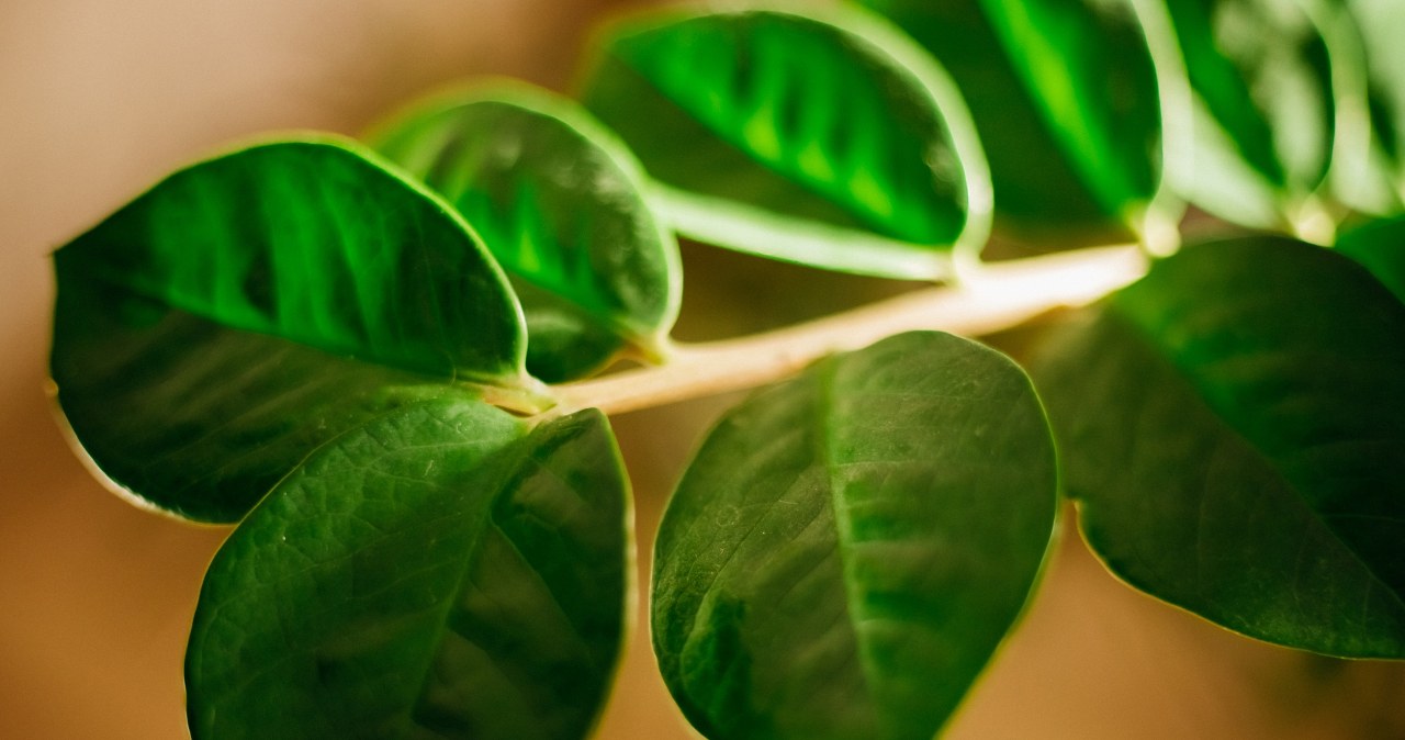 Zamioculcas leaves often turn yellow in winter