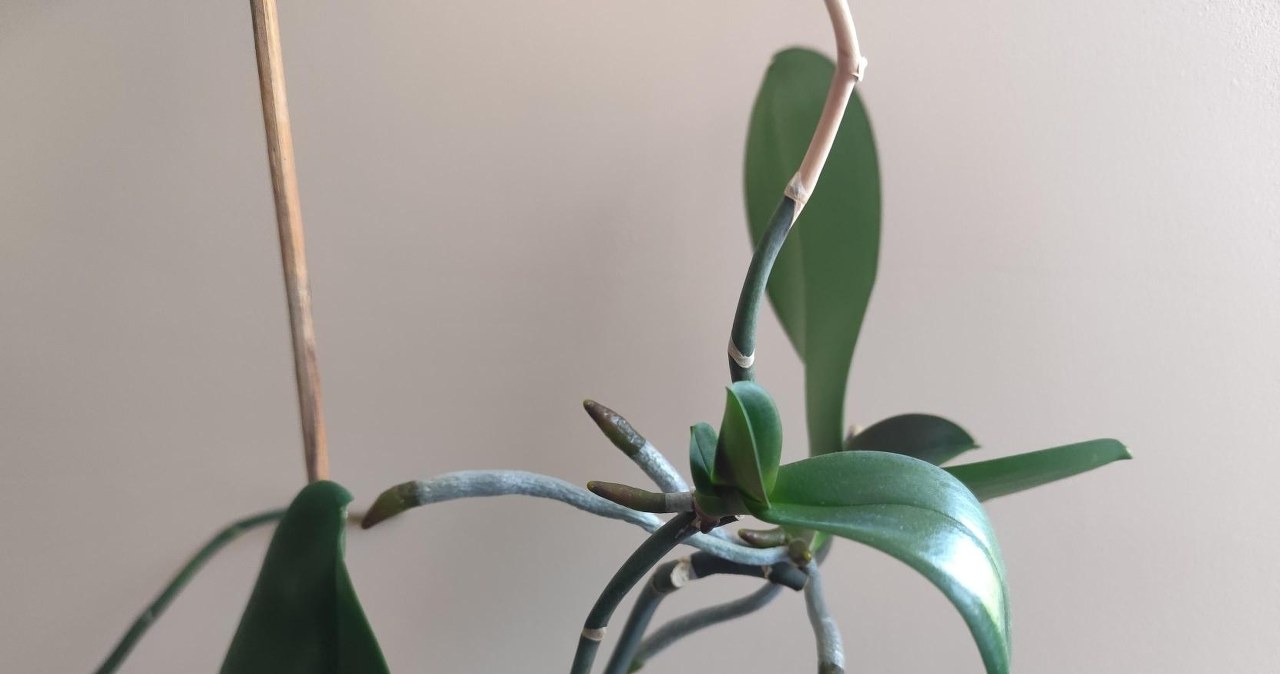 Keiki in orchids allow the plant to reproduce /own materials /INTERIA.PL