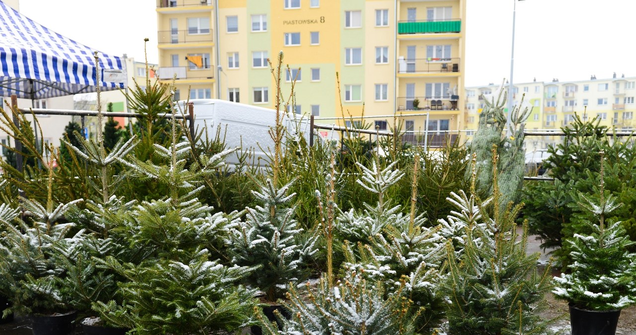 Considering the durability of the Christmas tree, it is worth choosing Caucasian fir /East News