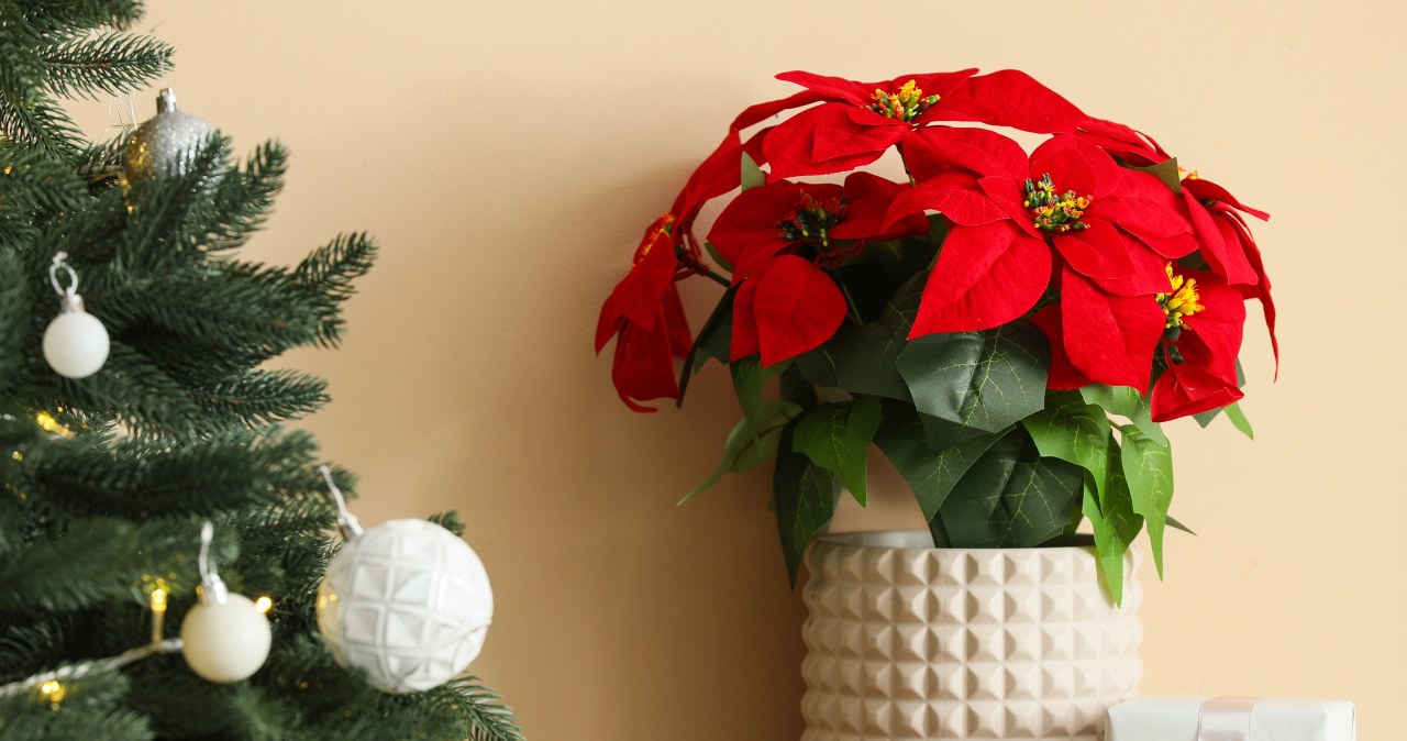 The Star of Bethlehem is a beautiful Christmas decoration. However, you need to know how to care for it, because it can quickly fade away and lose its appearance /Pixel