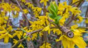 Do you want your forsythia to be full of flowers in spring? Be sure to do it today