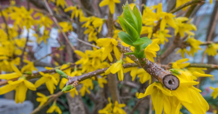 Do you want your forsythia to be full of flowers in spring? Be sure to do it today