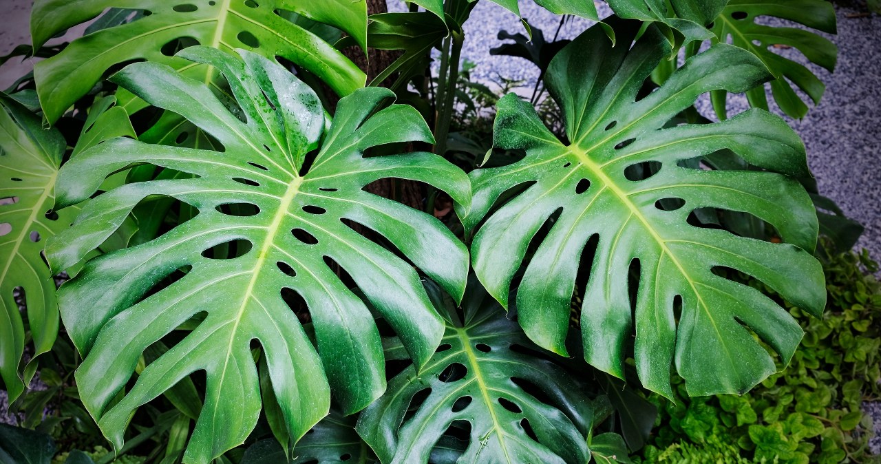 Pour some of it into the dough and the rest into the monstera pot. You will see new leaves quickly