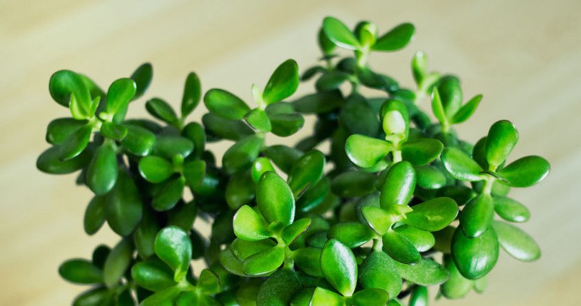 Do this with Crassula in December. He will keep in shape until spring