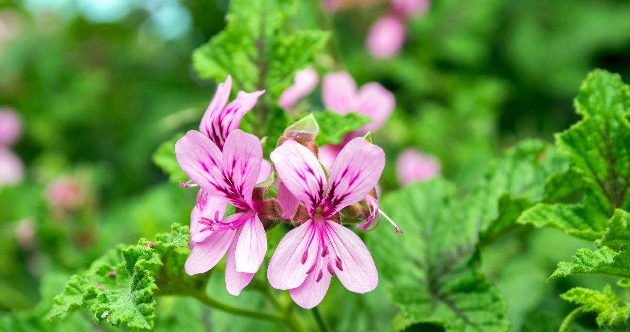 Does strep throat turn yellow and dry in winter? The reason may surprise you