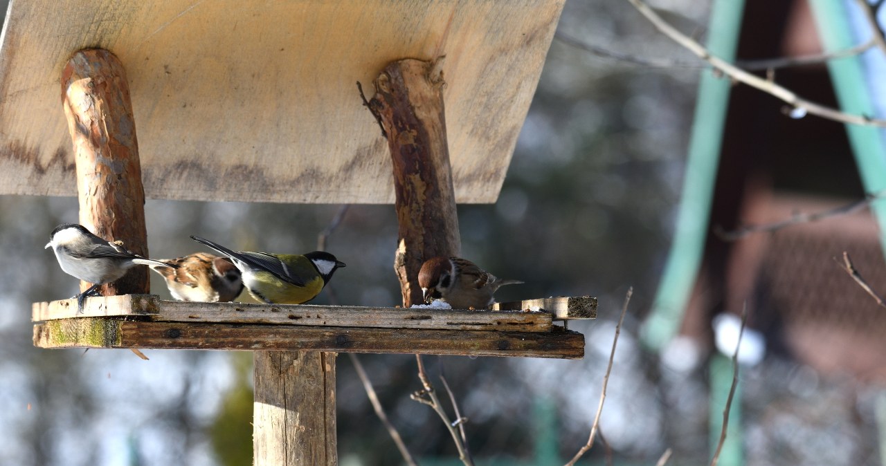 ​Do you want to attract birds to your feeder? Be sure to throw this in
