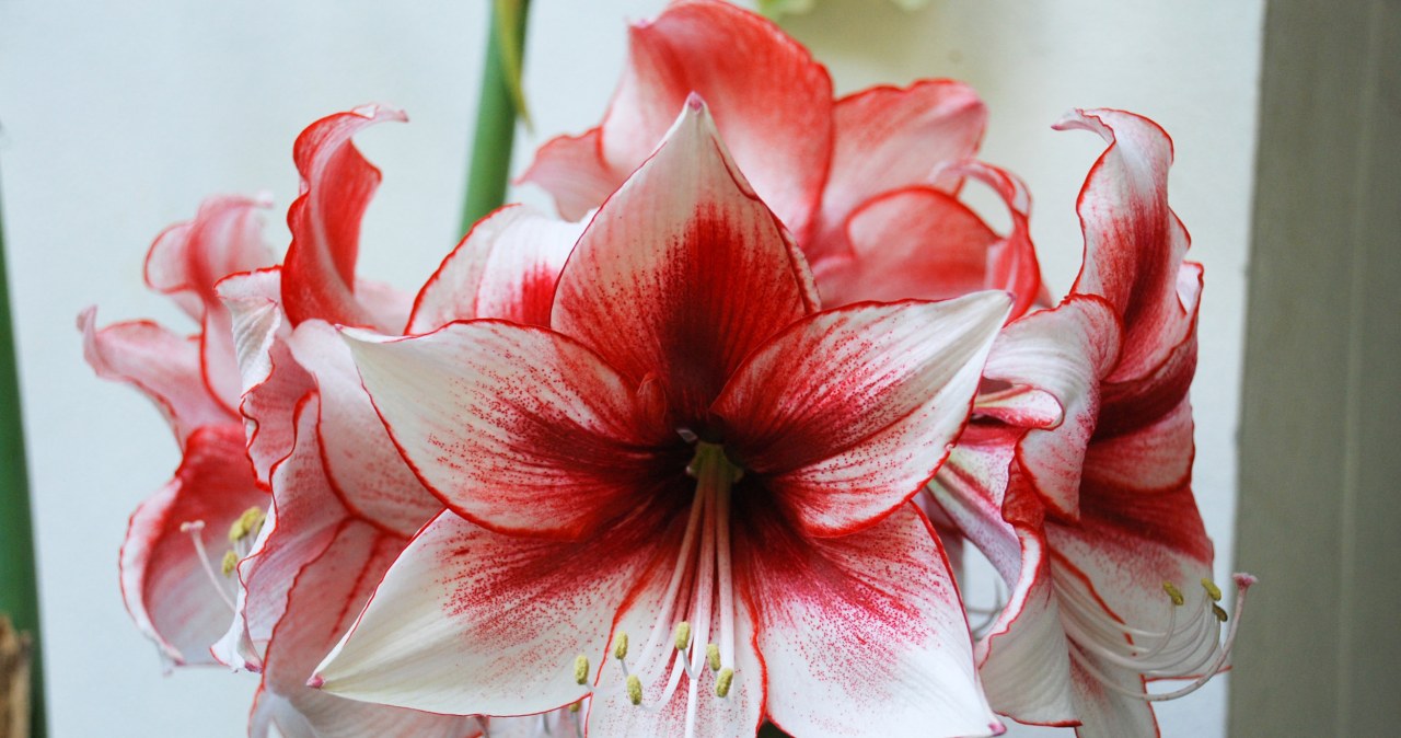 It will bloom even if you don't water it. An elegant plant, perfect as a gift