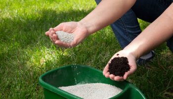 Sprinkle it on the lawn in December. You'll thank yourself in spring