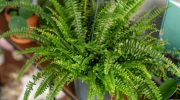 Take it out of the fridge and feed it to the fern. It will reward you with a plume of leaves