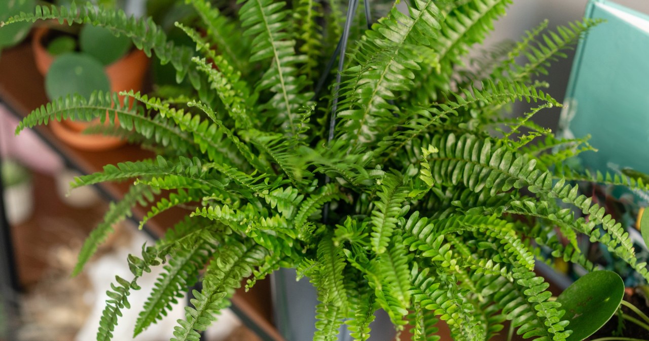 Take it out of the fridge and feed it to the fern. It will reward you with a plume of leaves