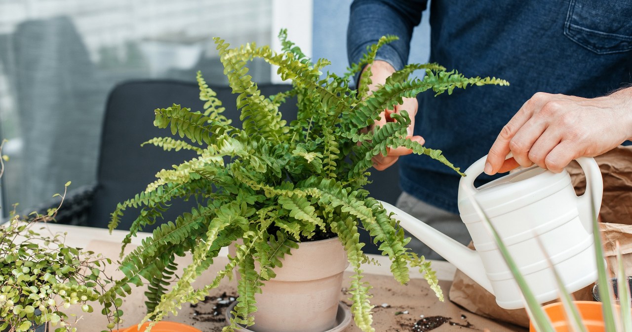 Has the fern completely lost its vigor? All it takes is 1 change and he'll be back in shape