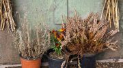 Do your heathers always dry up in winter? You're probably making this mistake
