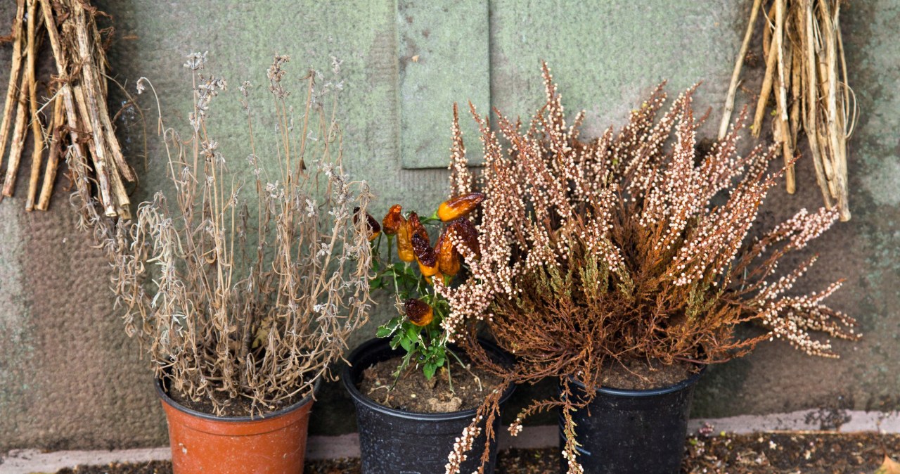 Do your heathers always dry up in winter? You're probably making this mistake