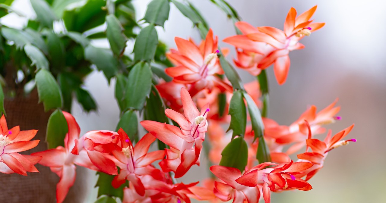 Water the December tree in this way. It will bloom until spring