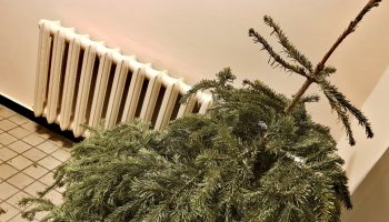 Don't throw away your Christmas tree after the holidays. Do this and it will catch on in the garden