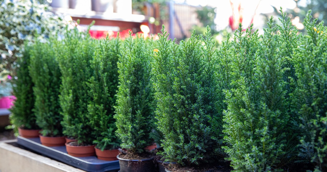 More and more people choose Christmas trees instead of a traditional Christmas tree. It doesn't lose needles and looks great