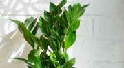 Does Zamioculcas turn yellow in winter? The florist reveals how to deal with this