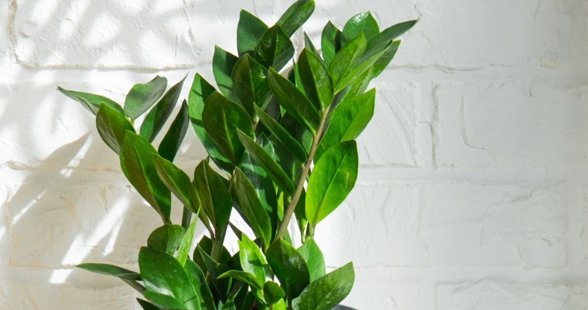 Does Zamioculcas turn yellow in winter? The florist reveals how to deal with this