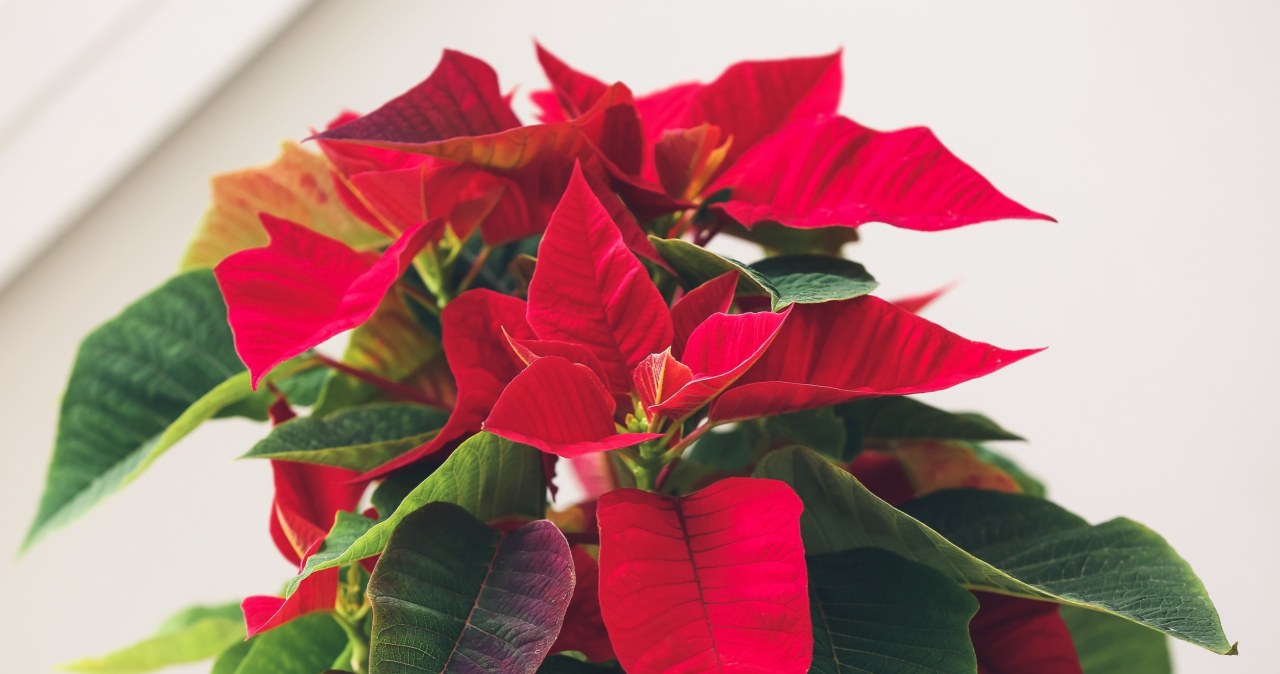 I never throw away the Star of Bethlehem. I have a way to make it "bloom" again