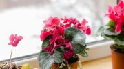 Do this with cyclamen in winter. Your neighbors will envy your flowers
