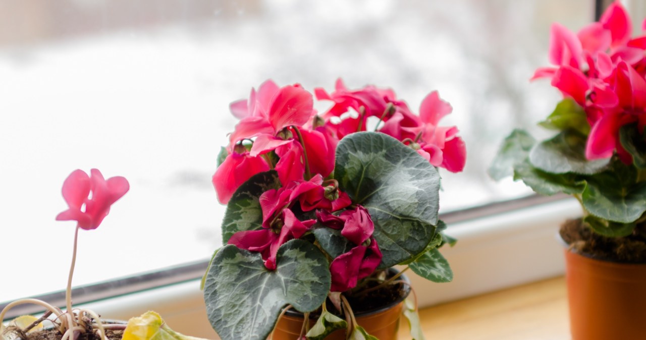Do this with cyclamen in winter. Your neighbors will envy your flowers