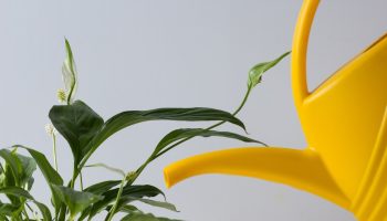 Be sure to strengthen the Spathiphyllum in winter with this. Just a little is enough for it to sprout new leaves