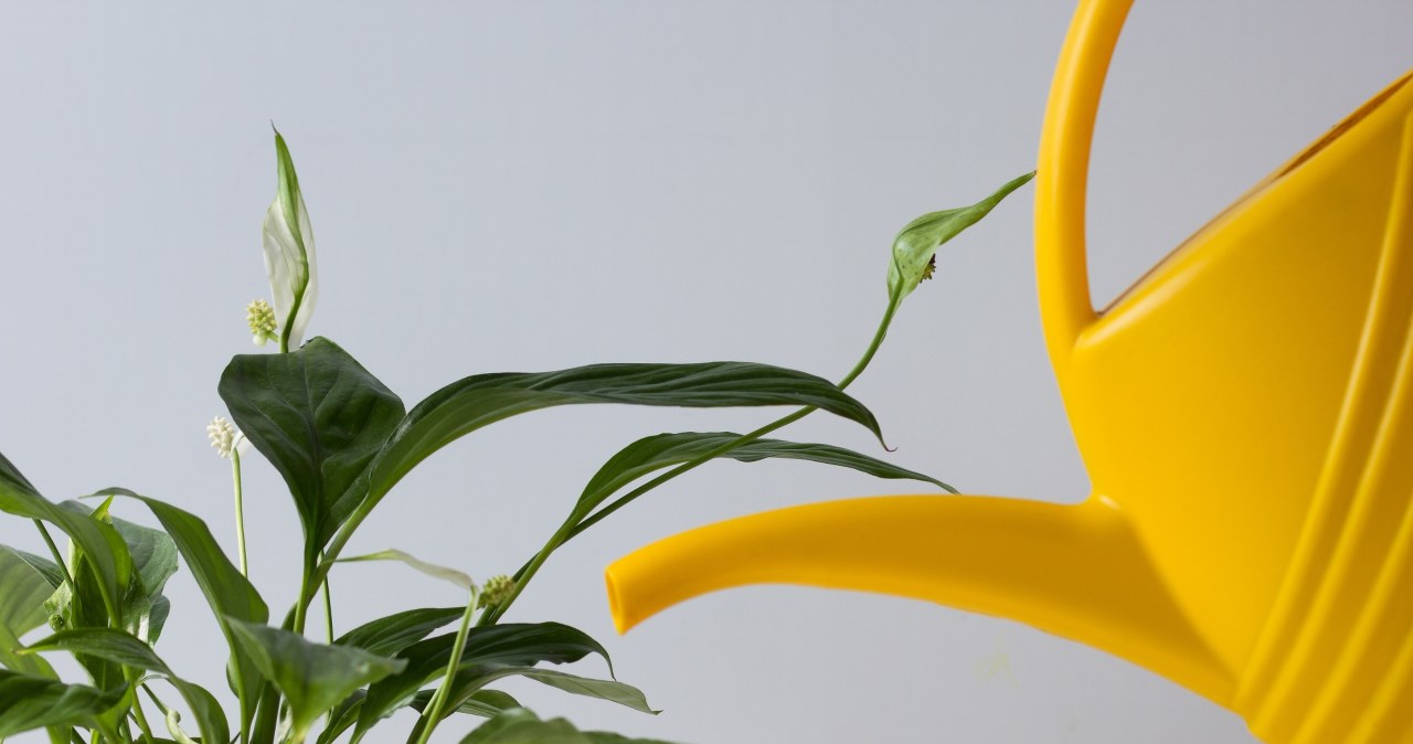 Be sure to strengthen the Spathiphyllum in winter with this. Just a little is enough for it to sprout new leaves