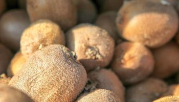 99 percent of Poles choose it, and that's a mistake. As a result, it loses its most valuable properties