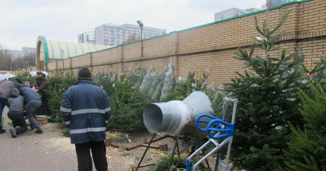 ​Fir or spruce? The expert suggests which tree will last longer