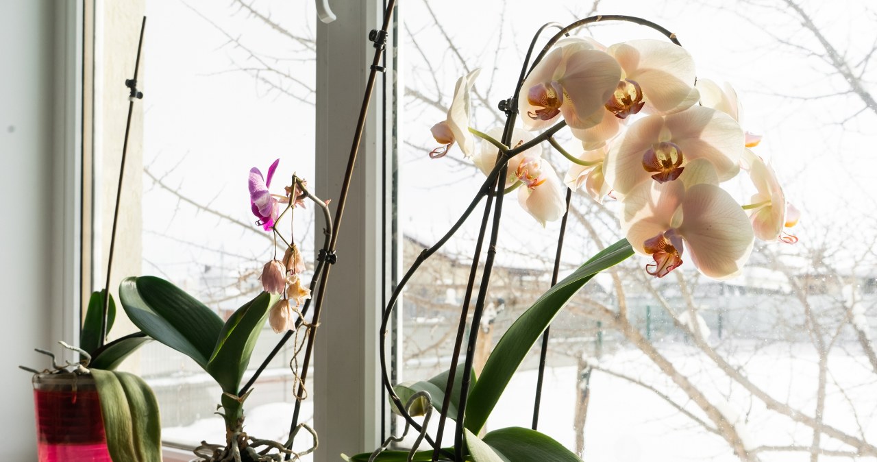 Take it from the kitchen cabinet and give it to the orchid. It will respond with firm leaves and flowering