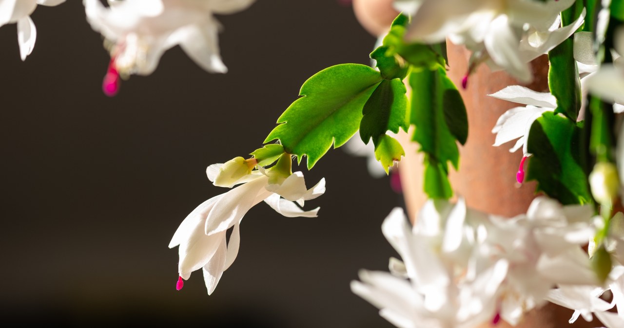 This is the last moment to take care of the December beetle. Water it with this and it will bloom any day now