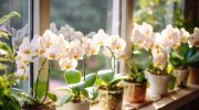 You can have orchids completely free. And in just a few minutes