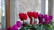 Has cyclamen lost its shape? This is how you will strengthen it in the fall and winter