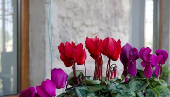 Has cyclamen lost its shape? This is how you will strengthen it in the fall and winter