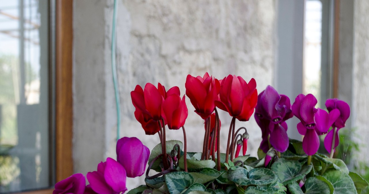 Has cyclamen lost its shape? This is how you will strengthen it in the fall and winter