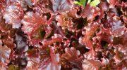 Less known lettuce that destroys bacteria and improves eyesight. It is worth eating for healthy eyes and better immunity
