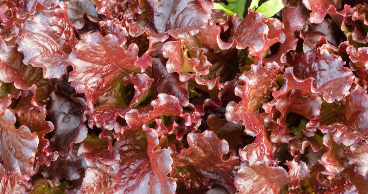 Less known lettuce that destroys bacteria and improves eyesight. It is worth eating for healthy eyes and better immunity