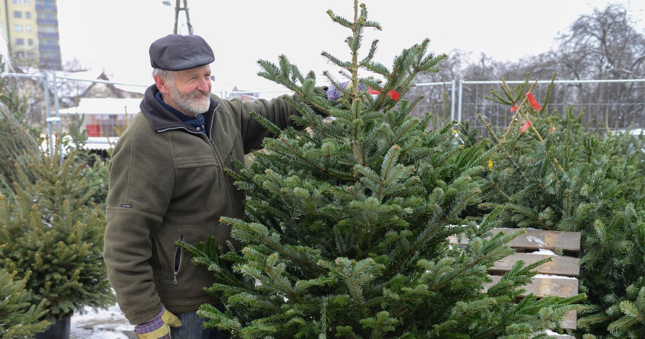 This species of Christmas tree beats others. It will stand until Twelfth Night without losing needles