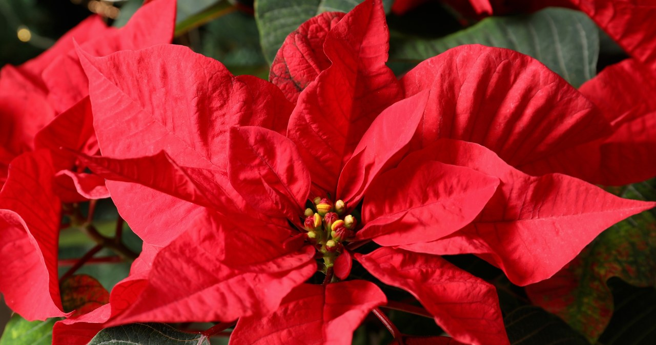 The star of Bethlehem will not think of shedding its leaves. Just water it with this