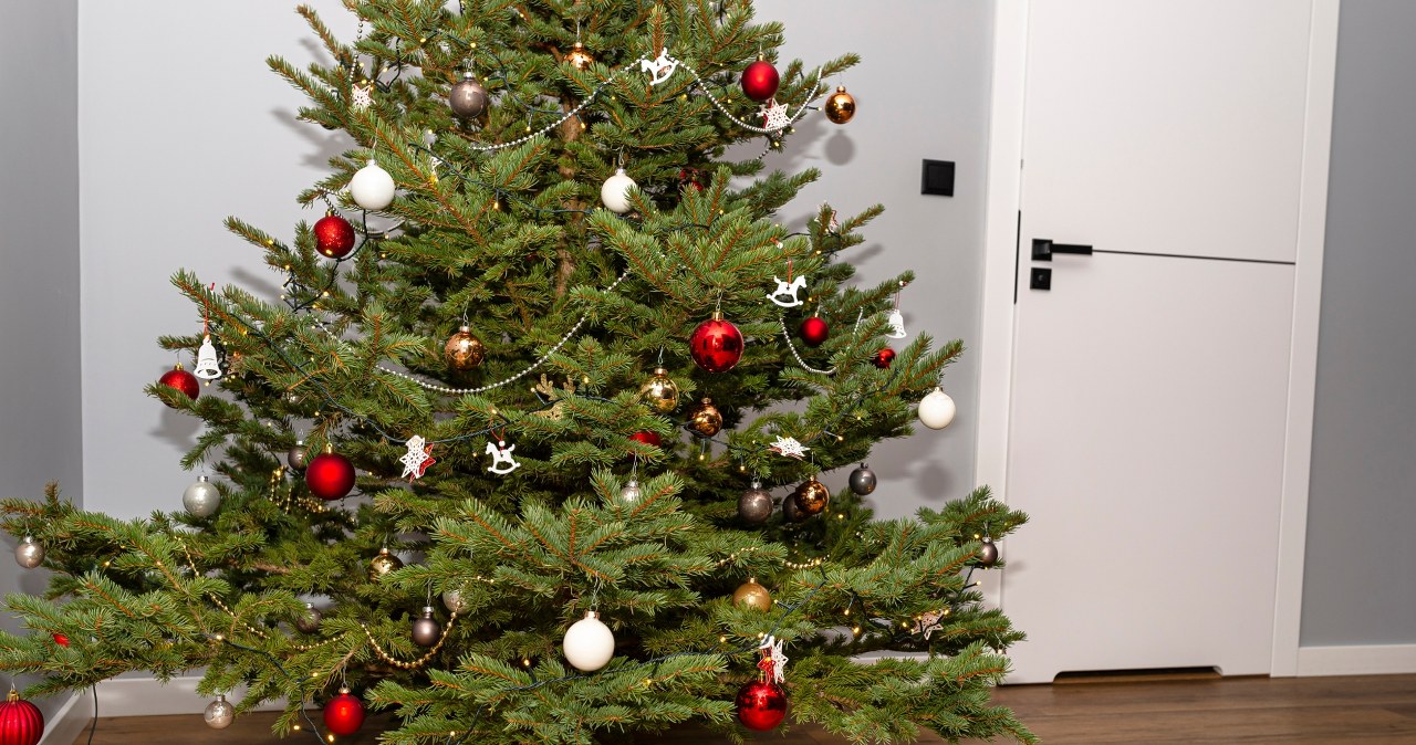 Do this before you bring the Christmas tree into the house. Thanks to this, it will last much longer