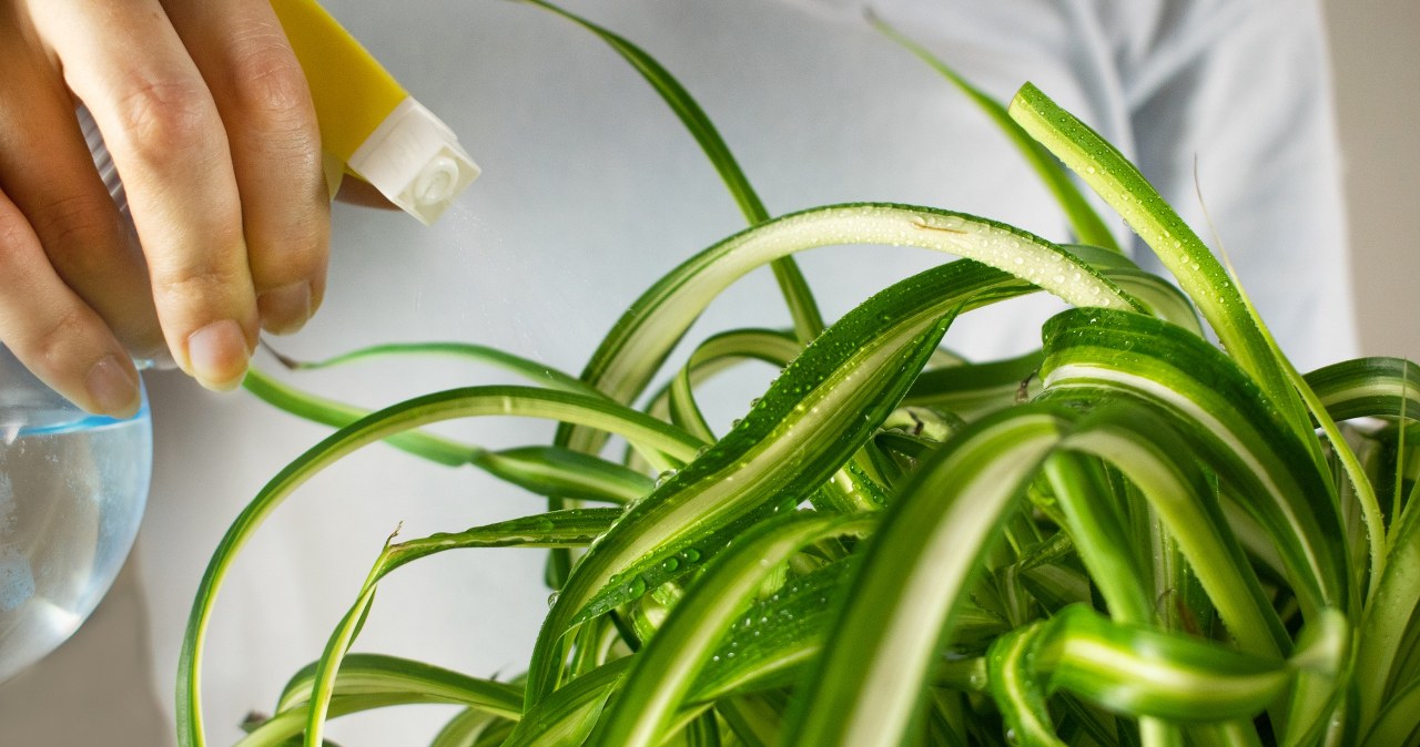 Instead of throwing it away, water the herb. You won't be able to count the new leaves