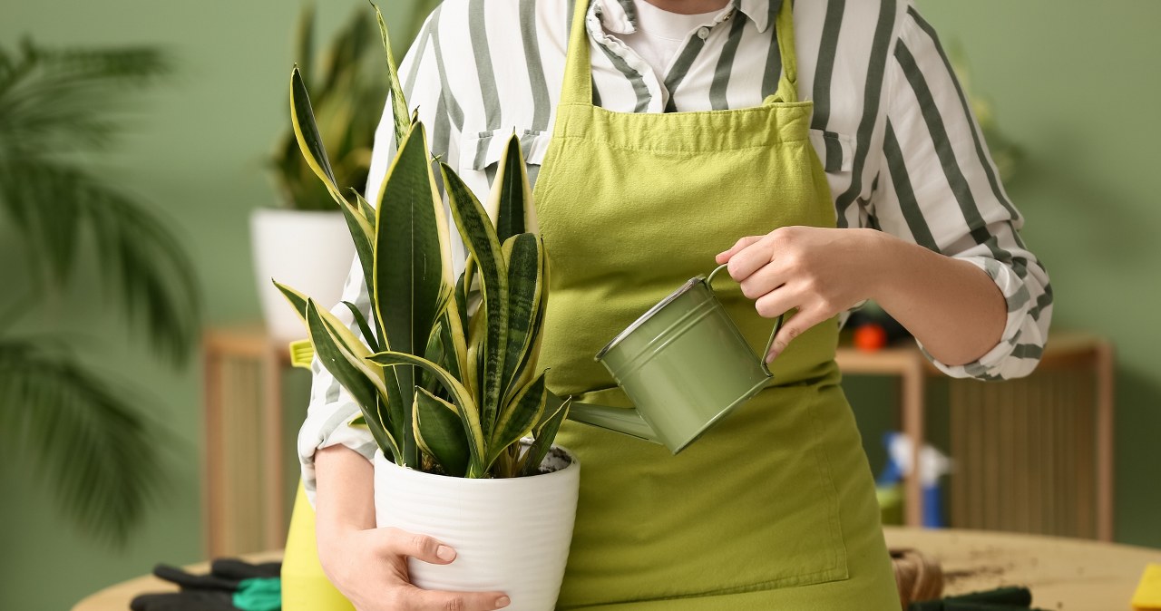 My sansevieria does not die in winter. I strengthen it with this