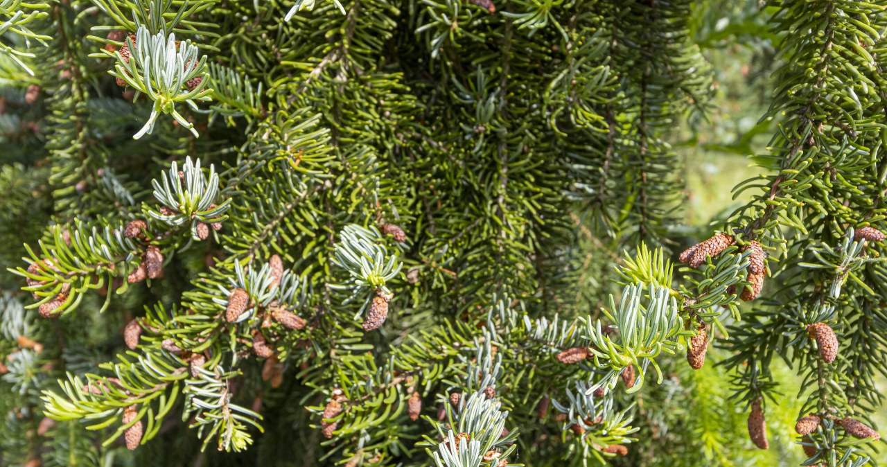 It beats thuja. It creates a dense hedge that attracts attention