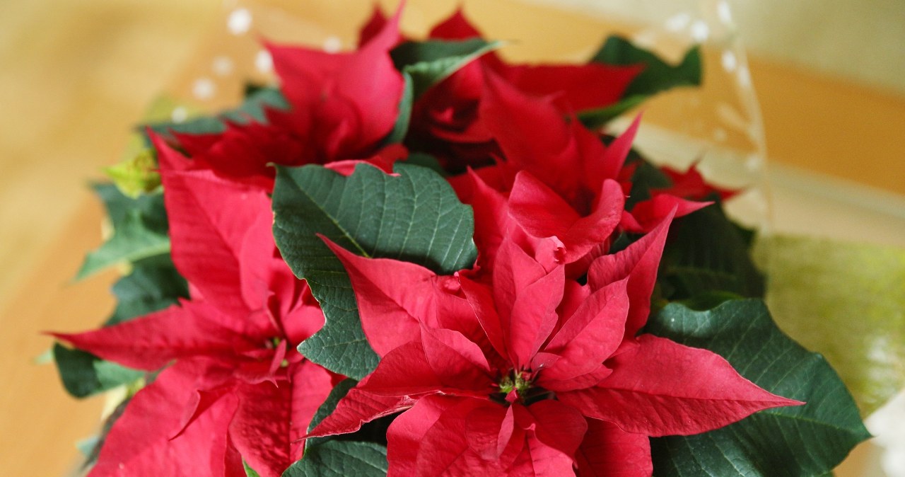 Is the star of Bethlehem withering? This spice will restore its vigor