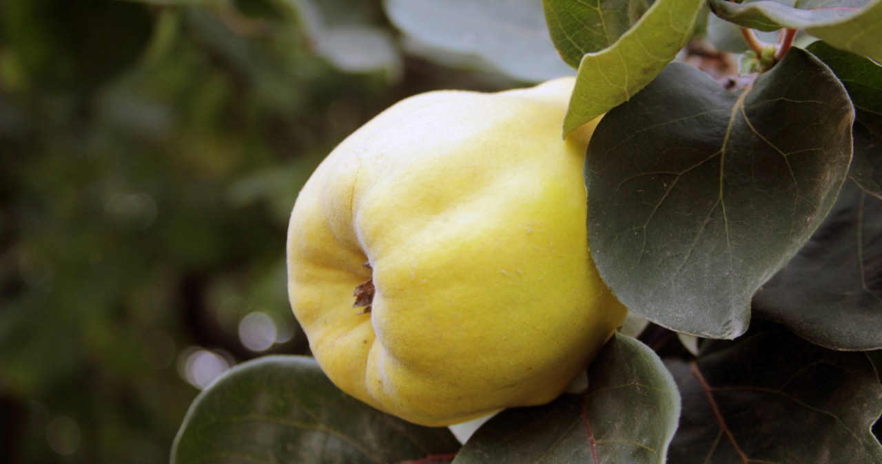 The fruit is hard and sour, but after processing it is aromatic and delicious. It has a lot of potassium, strengthens muscles and immunity