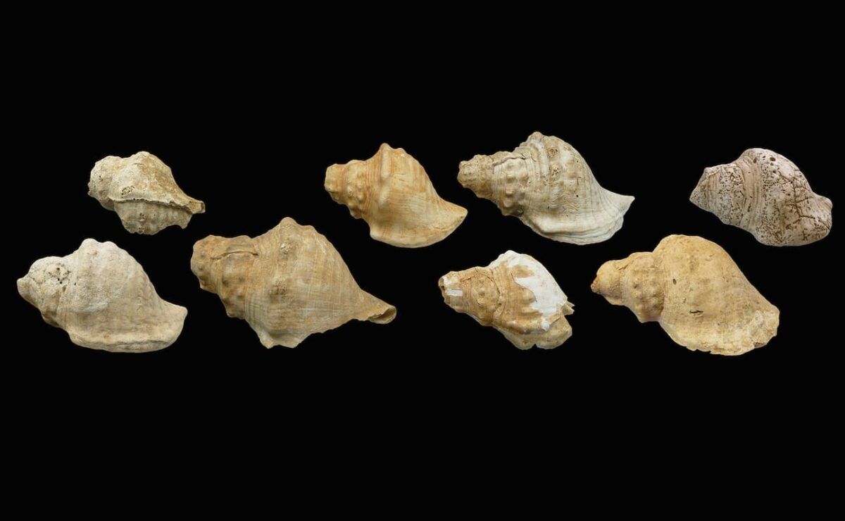 “Neolithic cell phones”. Here's how cowrie shells sounded six thousand years ago in the Iberian Peninsula