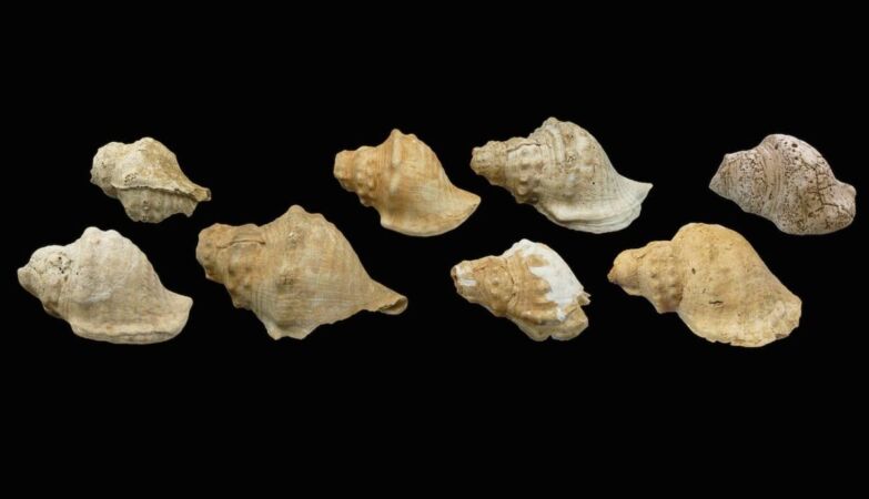 “Neolithic cell phones”. Here's how cowrie shells sounded six thousand years ago in the Iberian Peninsula