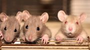 Rats may start to come out of the toilets: the ridiculous warning in the USA