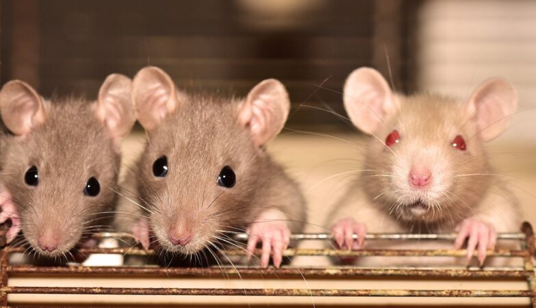 Rats may start to come out of the toilets: the ridiculous warning in the USA