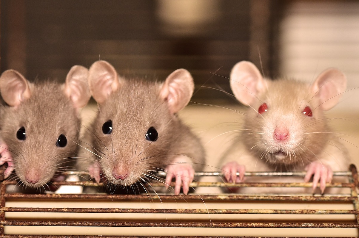 Rats may start to come out of the toilets: the ridiculous warning in the USA